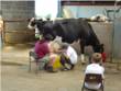 Park Hall Farm