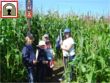 Maize Maze in the sun!
